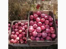 Зображення для оголошення Продам яблука сорту Флоріна та айдарет
