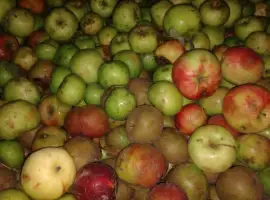 Зображення для оголошення Купуємо яблука на соки по всій Україні