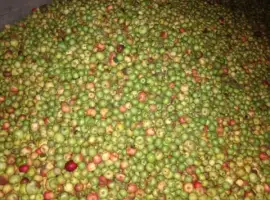 Зображення для оголошення Підприємство купує яблука на соки