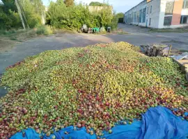 Зображення для оголошення Купуємо яблука на переробку по Україні