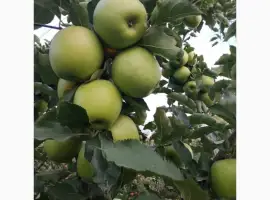 Зображення для оголошення Куплю Яблука (бюджет)