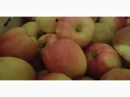 Зображення для оголошення Продам яблука різних сортів: Голден