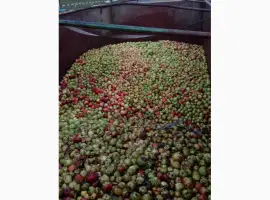 Зображення для оголошення Куплю яблоки на сік Полтавска