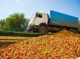 Зображення для оголошення Куплю оптом яблоко на переробку (пюре
