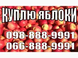 Зображення для оголошення Куплю яблоки от 10 тонн на переработку (сок