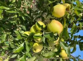 Зображення для оголошення Продам яблука відмінної якості