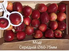 Зображення для оголошення Постійно продаю яблука в асортименті