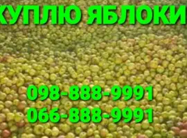 Зображення для оголошення Куплю яблоки некондицию и подбор