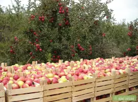 Зображення для оголошення Куплю на переработку яблоко