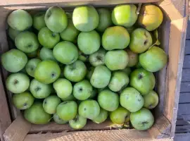 Зображення для оголошення Продам симиренку