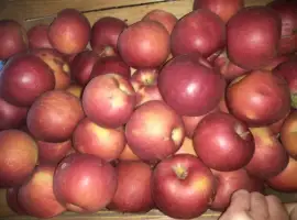 Зображення для оголошення Продам высококачественное яблока