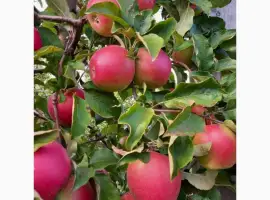 Зображення для оголошення Продам яблука