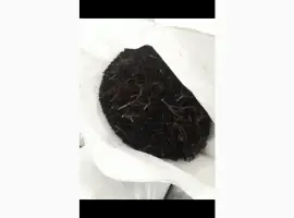 Зображення для оголошення Куплю замороженную бузину и другие ягоды от 20 тонн