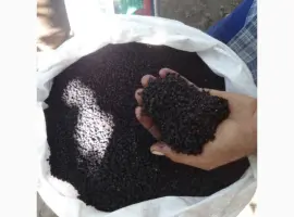 Зображення для оголошення Купим цвет бузины