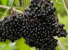 Зображення для оголошення Куплю бузину