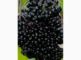 Зображення для оголошення Купим по всей Украине цвет бузины