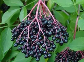 Зображення для оголошення Куплю ягоди бузини