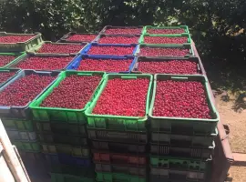 Зображення для оголошення Продаємо вишню товарну і на переробку.Є обсяг Врожай 2026 р.Реєструємо ПДВ