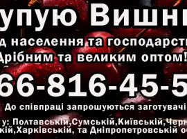 Зображення для оголошення Купую вишню 2025 року врожайного