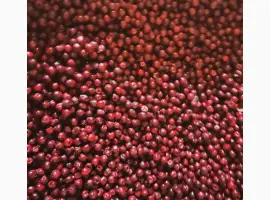 Зображення для оголошення Куплю Вишню