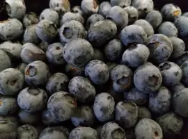 Зображення для оголошення Продаємо ГОЛУБІКУ. (лохина)