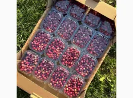 Зображення для оголошення Рожева Лохина Pink Lemonade