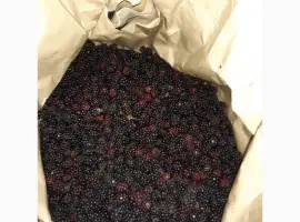 Зображення для оголошення Куплю ожину