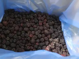 Зображення для оголошення Продам ожину заморожену А-клас