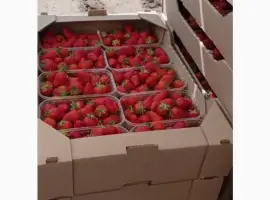 Зображення для оголошення Продам полуницю