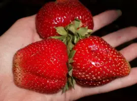 Зображення для оголошення Полуниця Мармелада (Marmolada Strawberry) саджанці полуниці Фріго