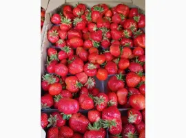 Зображення для оголошення Купуємо полуницю морожену до ЕС