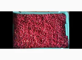Зображення для оголошення Продам зібрану у лісі дикорослу клюкву журавлину неперебрану 250 грн.за 1кг