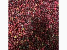 Зображення для оголошення Продам журавлину прес заморожену