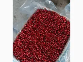 Зображення для оголошення Продам журавлину опт
