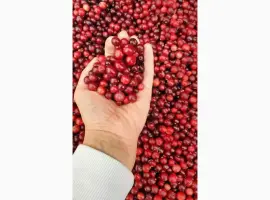 Зображення для оголошення Продам очищену лісову свіжу клюкву