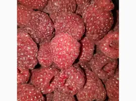 Зображення для оголошення Куплю малину свежую с поля. Урожая 2026года