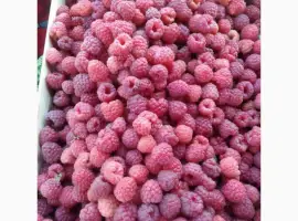 Зображення для оголошення Підприємство з заморозки і переробки купить малину