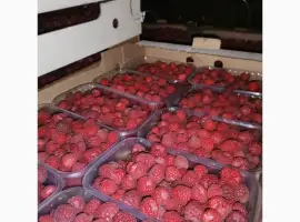 Зображення для оголошення Дорого купим малину
