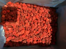Зображення для оголошення Продам малину оригінал