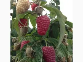 Зображення для оголошення Куплю ягоди на заморозку : малина ранніх та пізніх сортів