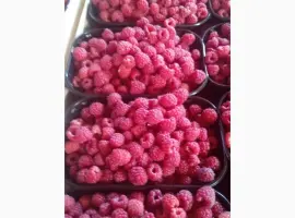 Зображення для оголошення Продам малину 2023