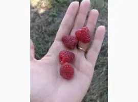 Зображення для оголошення Малина на заморозку