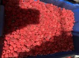 Зображення для оголошення Продам малину 80/20 або в чешці