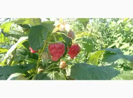 Зображення для оголошення Куплю оптом малину