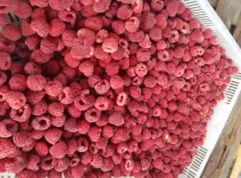Зображення для оголошення Куплю Малину Оптом