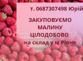 Зображення для оголошення Закуповуємо свіжу малину
