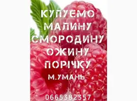 Зображення для оголошення Купимо Малину