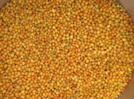 Зображення для оголошення Облепиха шоковой заморозки