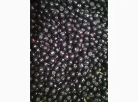 Зображення для оголошення Рябина черная замороженная