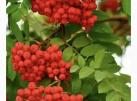 Зображення для оголошення Куплю горобину червону